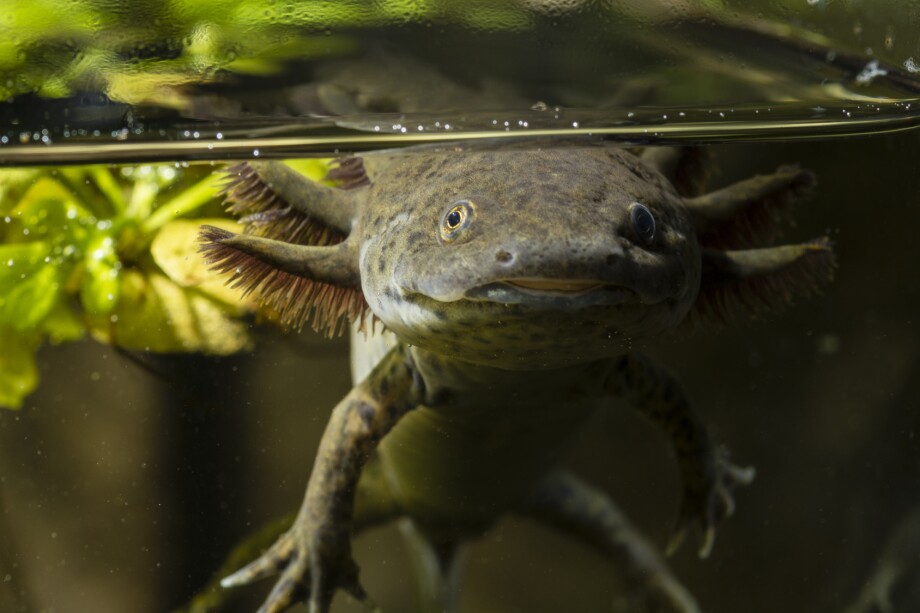 Axolotl in the aquarium