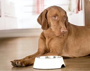 Brauner Hund liegt auf dem Holzboden neben leerem Futternapf in heller Küche