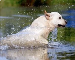 Labrador Retriever läuft durch Wasser und spritzt Wasser beim Spielen