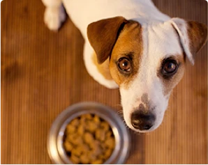 Kleiner Jack Russell Terrier Hund schaut erwartungsvoll auf einen Futternapf mit Trockenfutter auf Holzboden