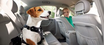 Petit chien brun et blanc avec un harnais noir assis sur le siège arrière d'une voiture, une femme en haut vert souriant en regardant en arrière.