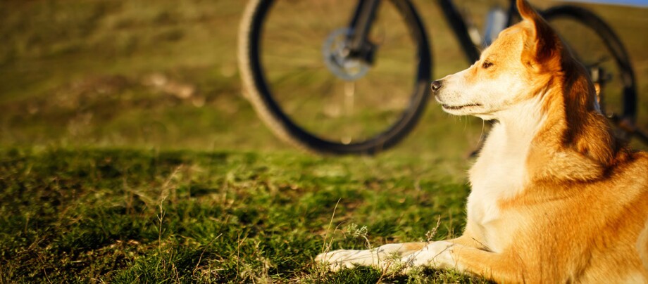 Pies kundel leżący zrelaksowany na słońcu obok roweru