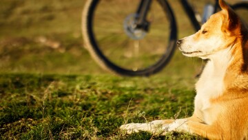 Mischlings Hund liegt entspannt neben Fahrrad in der Sonne