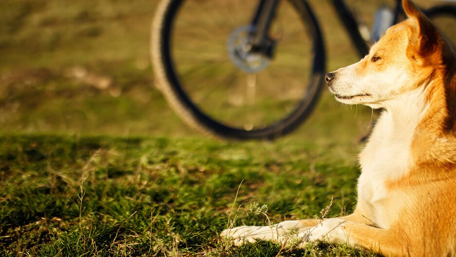 Tilbagebetale Brig Af storm Fahrrad mit Hund fahren: Infos & Tipps | FRESSNAPF