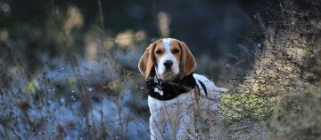 Beagle-hond met wit-bruin vacht en zwarte halsband staand in natuurlijke omgeving met droog gras