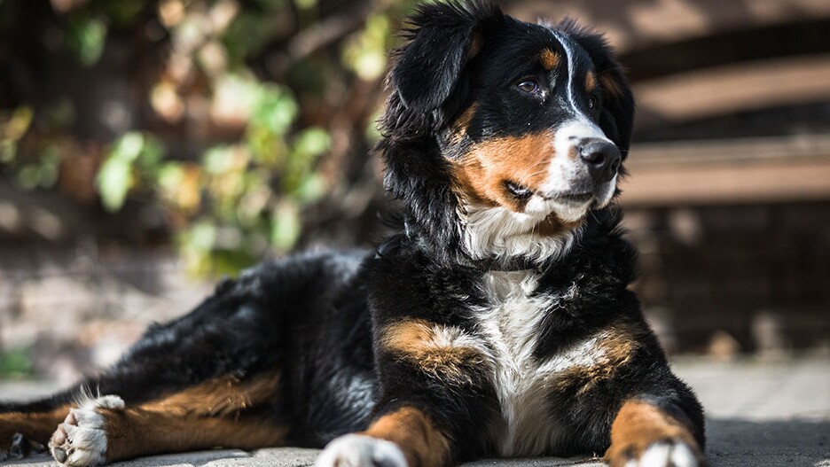 Bernese Mountain Dog: Character, Husbandry & Care | MAXI ZOO