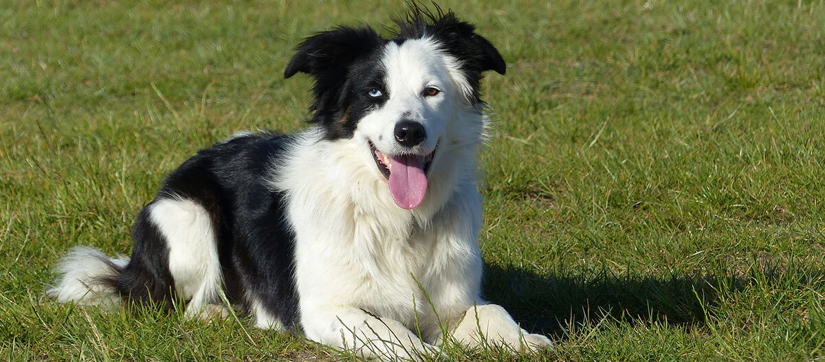 Border Collie couleurs caract re taille toutes les infos