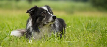 Broder Collie leżący w trawie