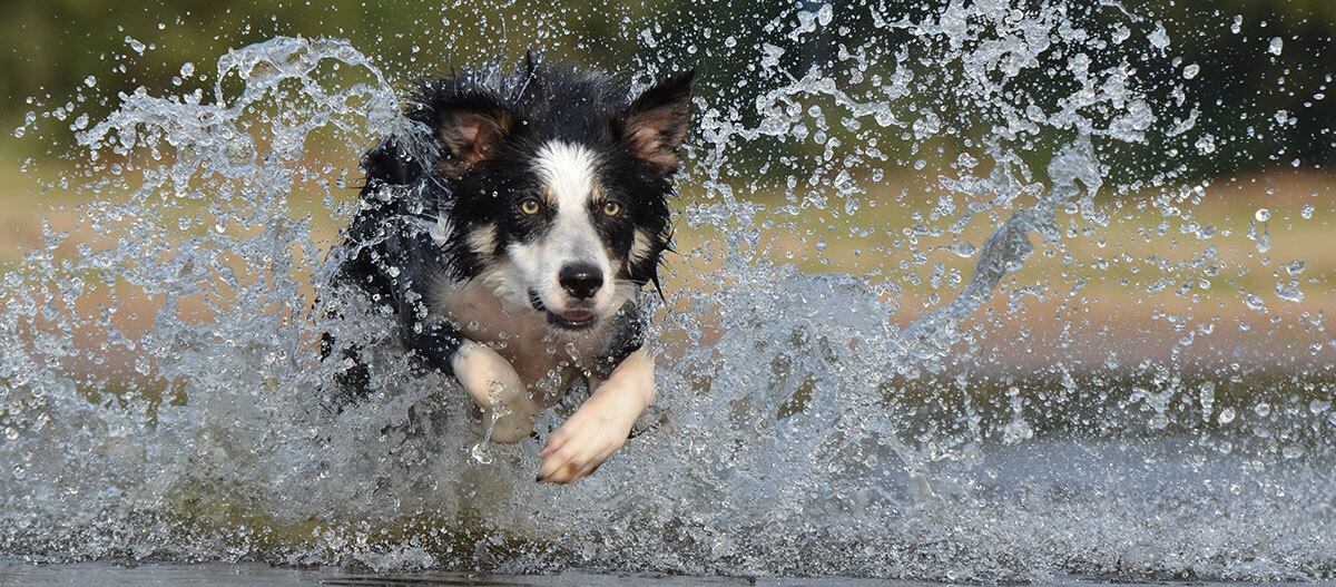 Border discount collie water