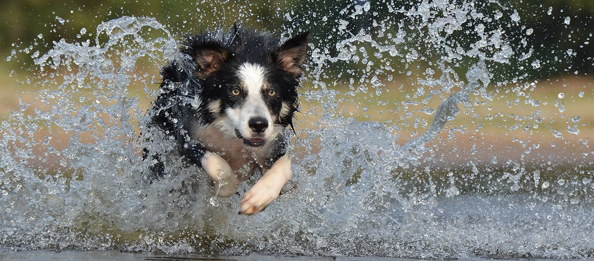 Border Collie rennt energiegeladen durch Wasser mit spritzenden Wassertropfen