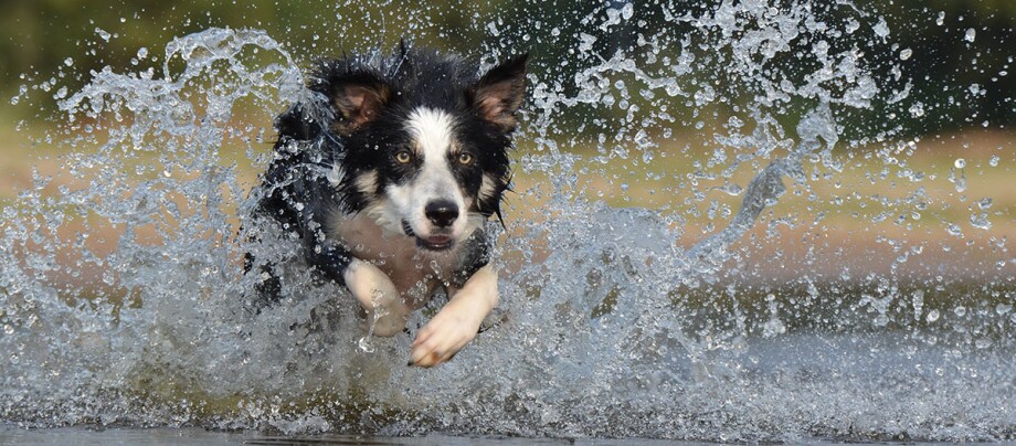 Ein Boder Collie springt durchs Wasser