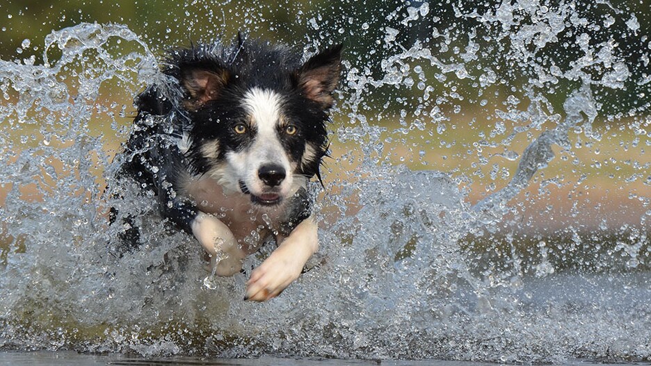 Border Collie - Pet Ideal