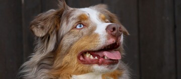 Nahaufnahme eines glücklichen Australian Shepherd Hundes mit blauem Auge und mehrfarbigem Fell vor dunklem Hintergrund