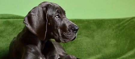 Eine junge Deutsche Dogge sitzt auf dem Sofa.
