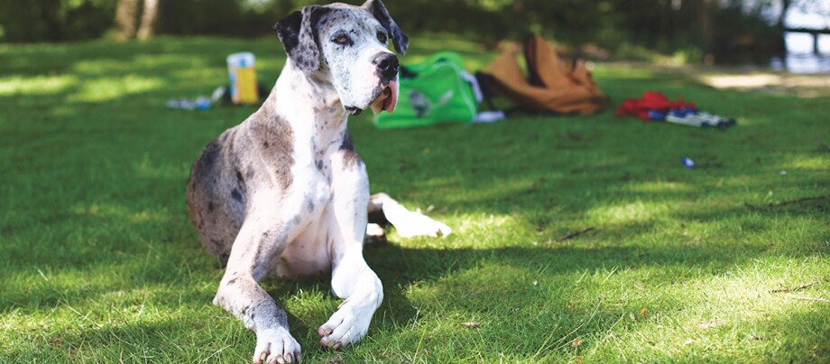 Eine Deutsche Dogge sitzt vor einem Picknick-Platz.