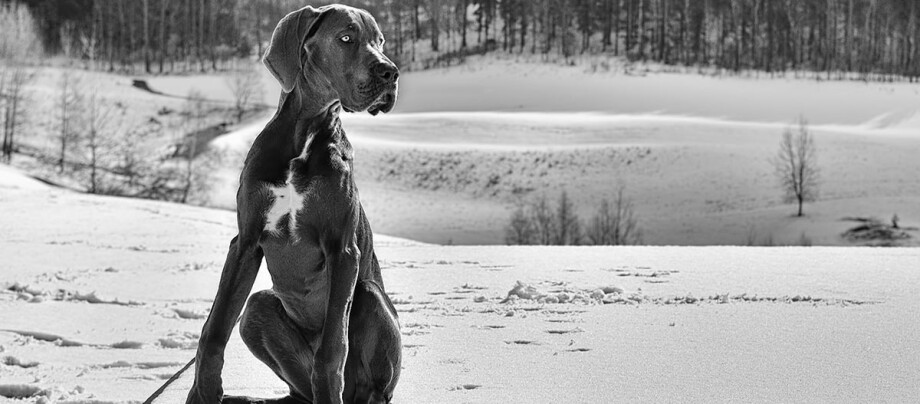 Eine Schwarz-Weiß-Aufnahme einer deutschen Dogge im Winter.