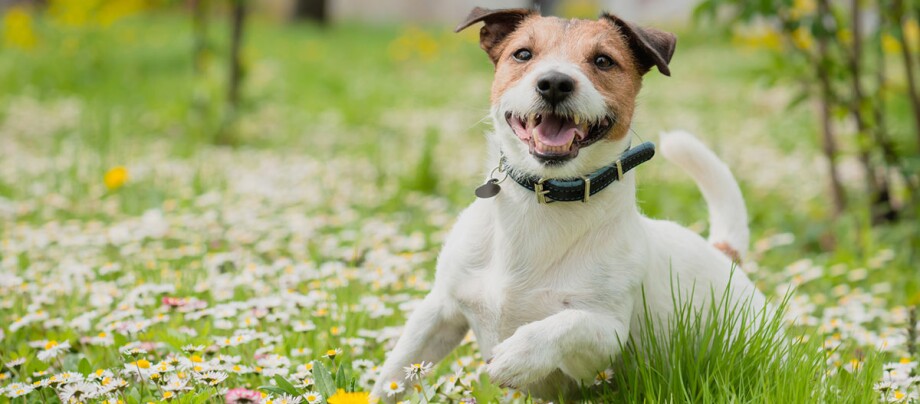 Terrier rennt auf grüner Blumenwiese