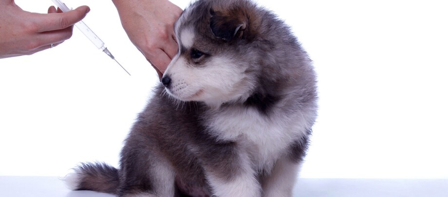 Een puppy wordt gevaccineerd met een spuitje