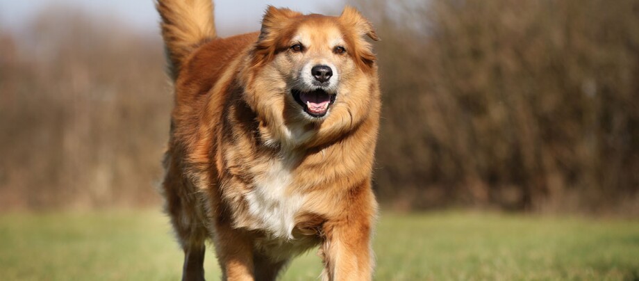 Pies z nadwagą biegnie przez łąkę