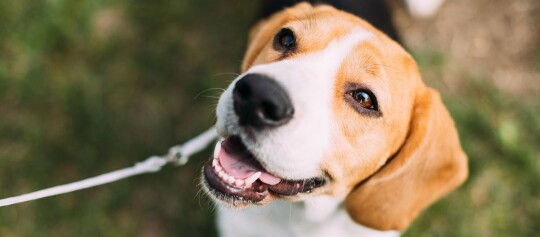 Glücklicher Beagle mit weiß-braunem Fell und Leine im Freien