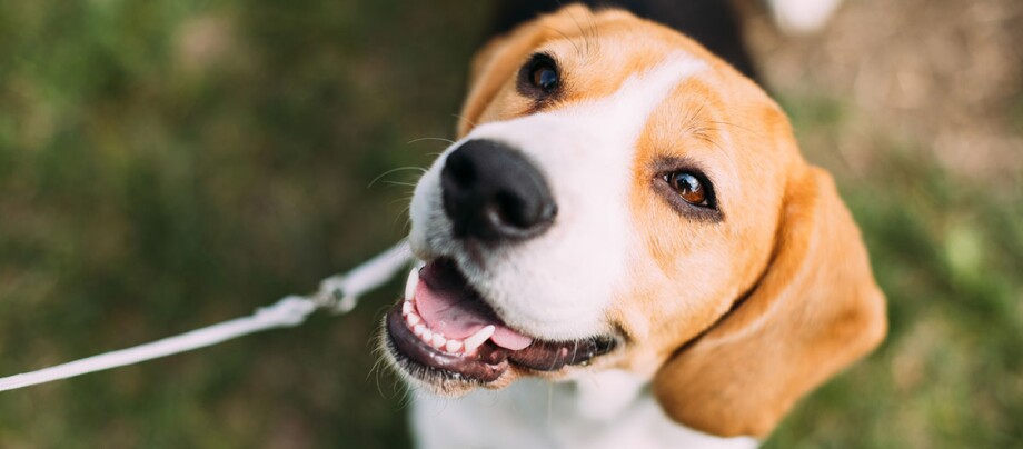 Angeleinter Beagle guckt zu seinem Besitzer hoch