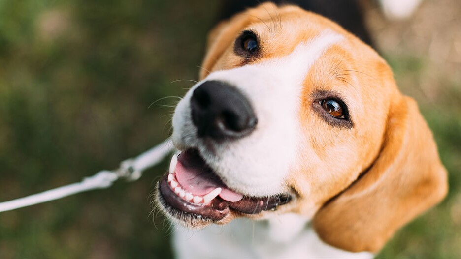 Salme Bliv ophidset Loaded Antijagdtraining beim Hund: Infos & Tipps | FRESSNAPF