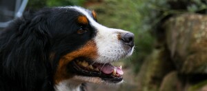 Nahaufnahme eines Berner Sennenhunds mit dreifarbigem Fell und offenem Maul vor natürlichem Hintergrund