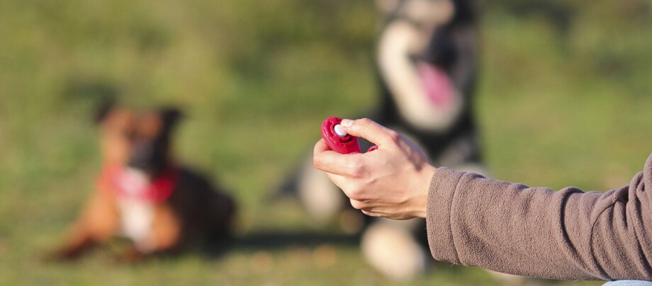 Clicker Training mit zwei Hunden, roter Clicker