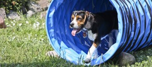 Beagle-Hund läuft aus blauem Agility-Tunnel auf grünem Gras mit Blumen und Steinen