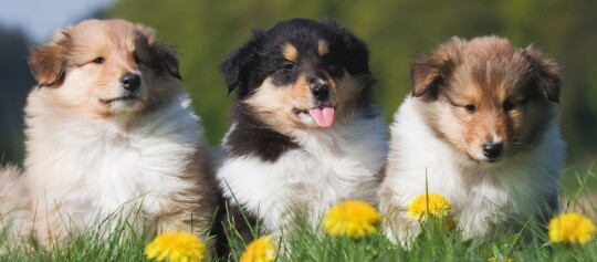 Trzy urocze szczenięta rasy Shetland Sheepdog siedzą na zielonej trawie z żółtymi mniszkami lekarskimi na zewnątrz
