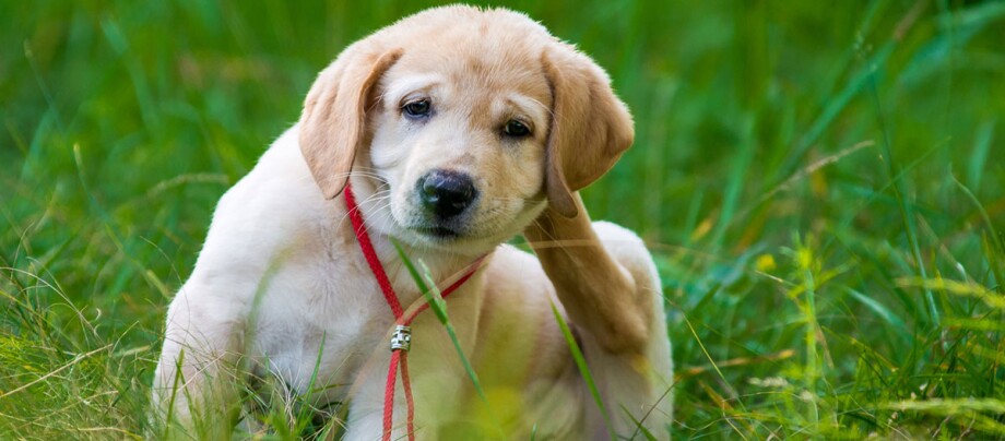 Juckreiz bei Welpen & Hunden FRESSNAPF