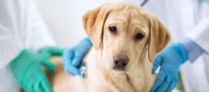Ein Labradorwelpe wird vom Tierarzt abgehorcht