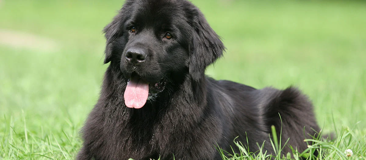 Großer schwarzer Hund mit dichtem Fell liegt entspannt auf grünem Gras, Hund mit herausgestreckter Zunge und freundlichem Blick