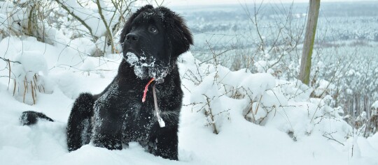 Schwarzer Hund sitzt im tiefen Schnee mit verschneitem Fell in einer winterlichen Landschaft mit Büschen und Bäumen.