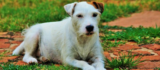 Kleiner weißer Hund mit braunem Ohr liegt entspannt auf einem Backsteinweg mit grünem Gras