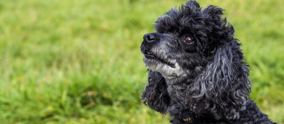 Un caniche regarde en l'air