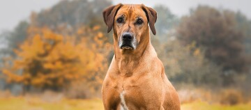 Grand chien brun à poil court assis attentivement dans une forêt d'automne aux feuilles colorées