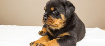 Schattige Rottweiler-puppy liggend op wit deken, zwart en bruin vacht, jonge hondenras