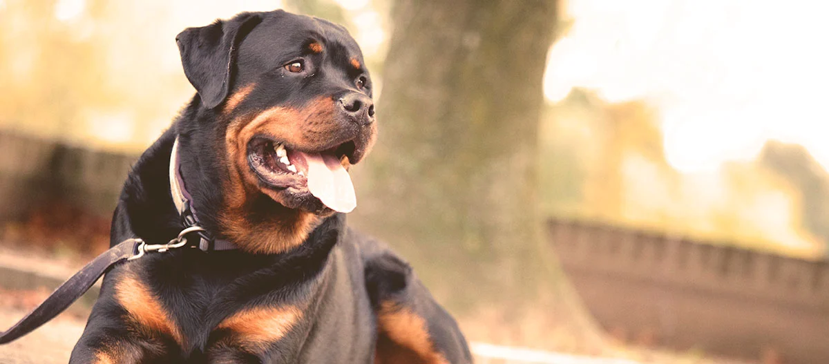 Rottweiler-Hund sitzt entspannt im Freien mit offenem Mund und herausgestreckter Zunge an der Leine