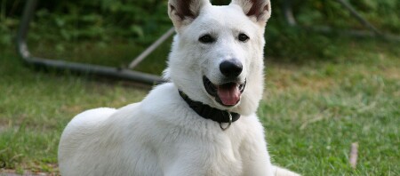 Ein weißer Schäferhund liegt auf einer Wiese.