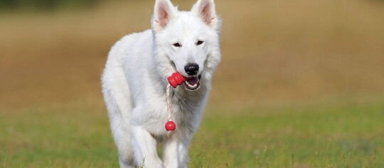 Weißer Schweizer Schäferhund spielt mit rotem Kauspielzeug auf grünem Gras im Freien