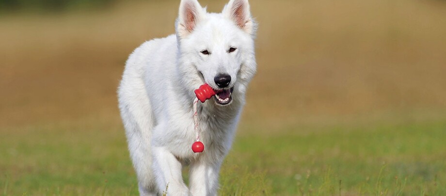 Ein weißer Schäferhund trägt ein Wurfspielzeug.