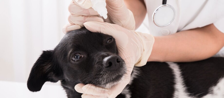 Petit chien se fait administrer des gouttes pour les yeux par le vétérinaire