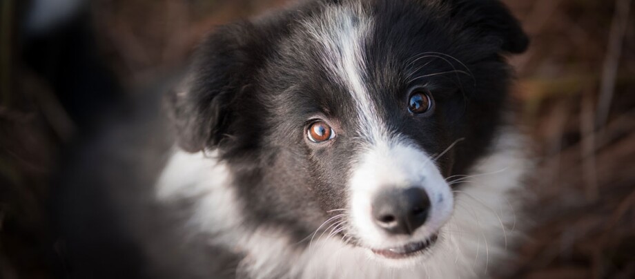 Hund Augenlid Geschwollen