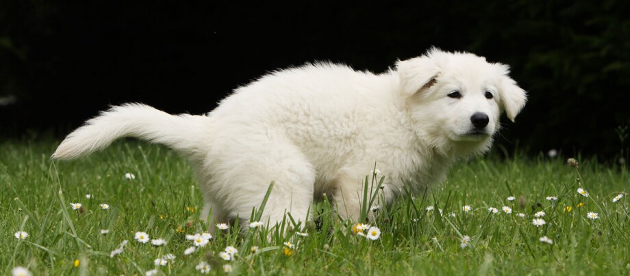 Peut-on donner un os à son chien ? - Zoocare