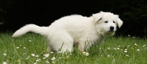 Weißer Welpe hockt auf Wiese und hat Durchfall