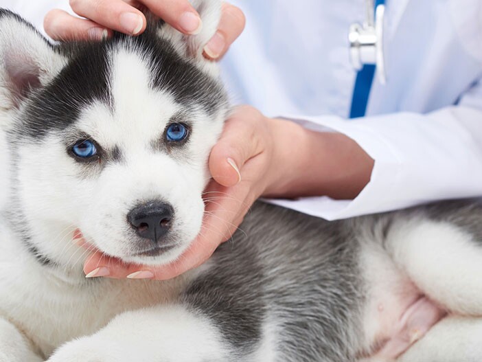 Veronderstelling veeg koud Hoe vaak moet ik mijn hond ontwormen? | MAXI ZOO