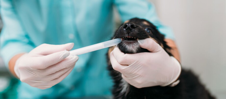 Einem Hund wird vom Tierarzt eine Wurmkur mit einer Pinzette verabreicht.