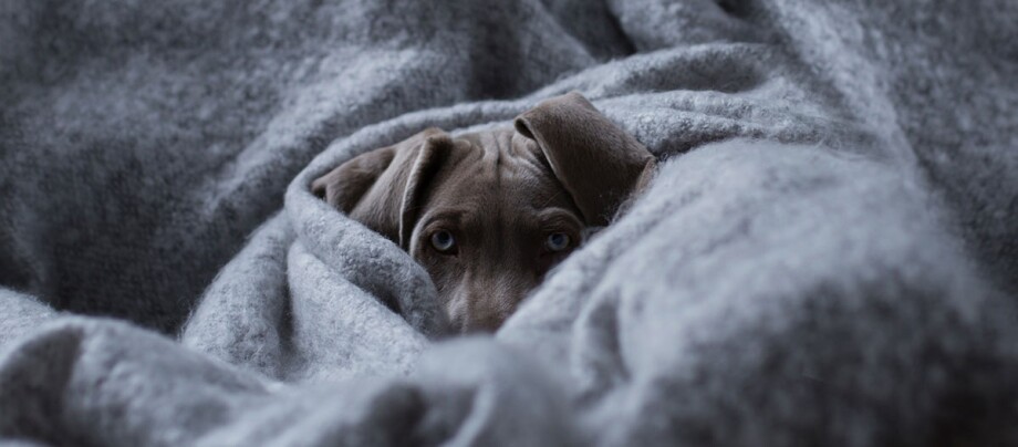Ein Hund ist in eine Decke eingewickelt