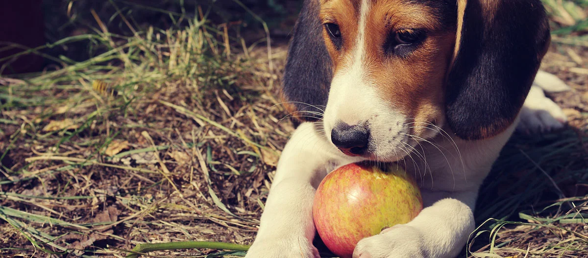 Ein Hund sitzt vor einem Apfel.